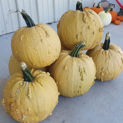 Picture of Pumpkin Grizzly Bear